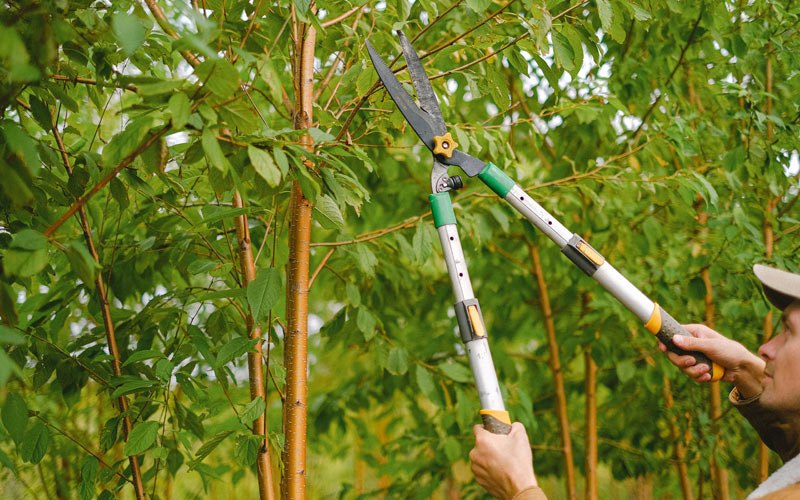 Tree trimming in Schroeder, MN