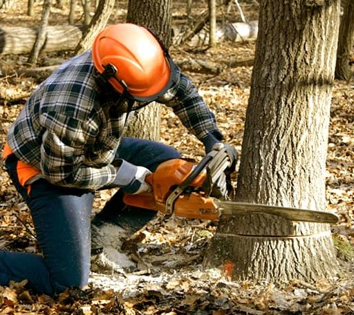 Tree Removal in Schroeder, MN